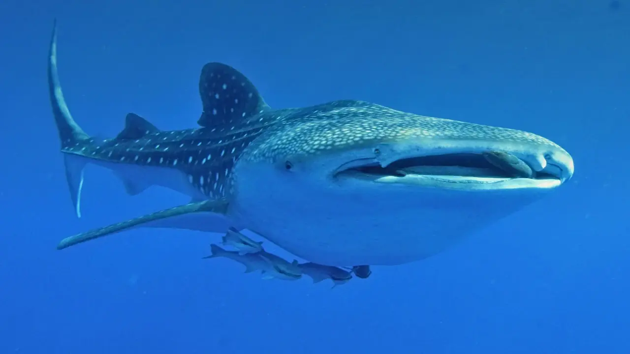 Wild whale shark in open water off Puerto Princesa, Palawan