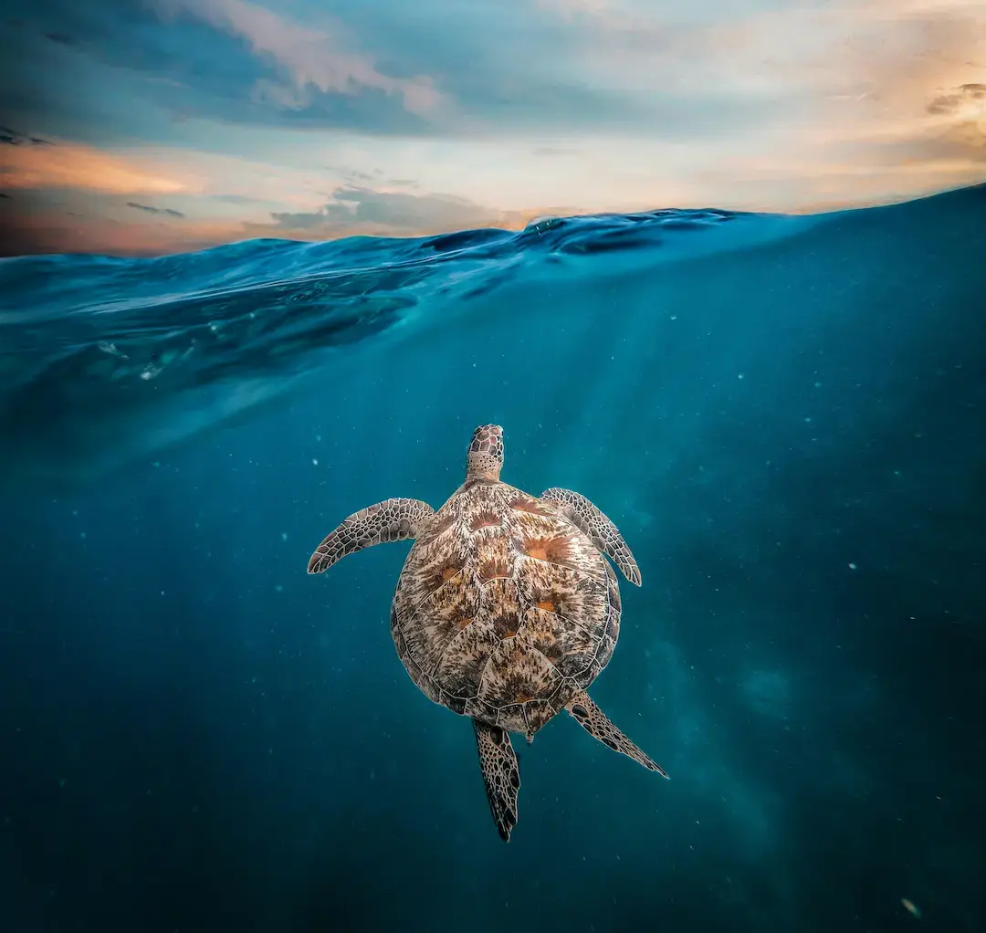 Wild sea turtle at Turtle Point, Port Barton