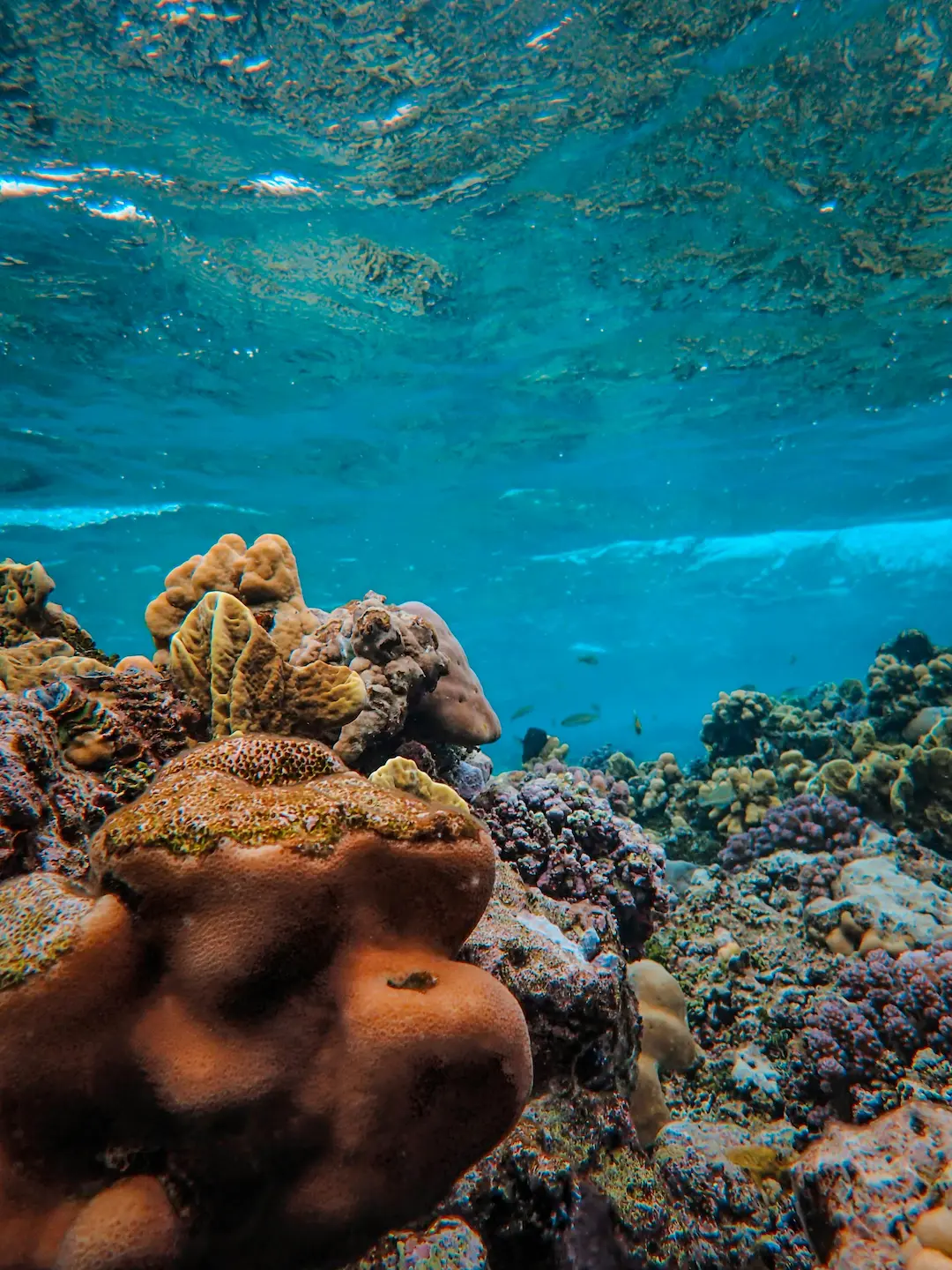 Twin Reef snorkeling — coral and tropical fish