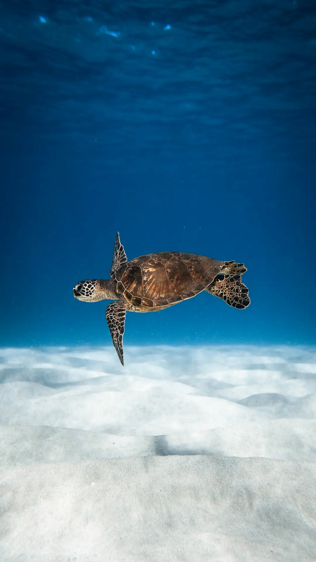Wild green sea turtle at Turtle Point, Port Barton Palawan